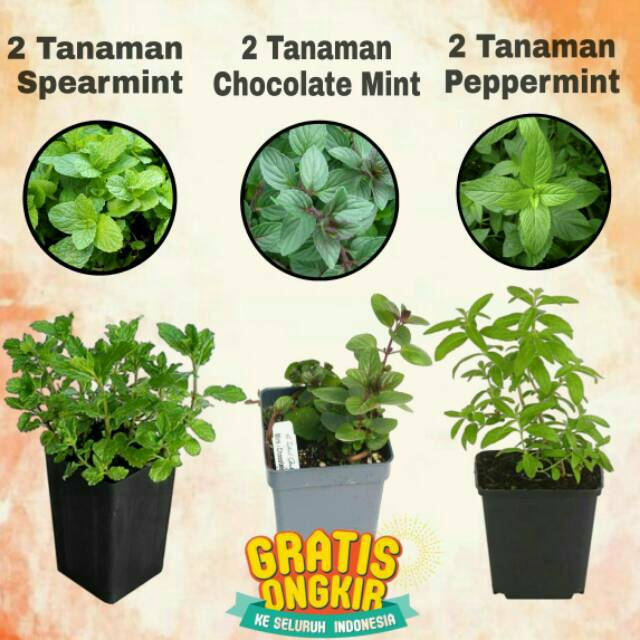 Paket Hemat 6 Jenis Tanaman Daun Mint