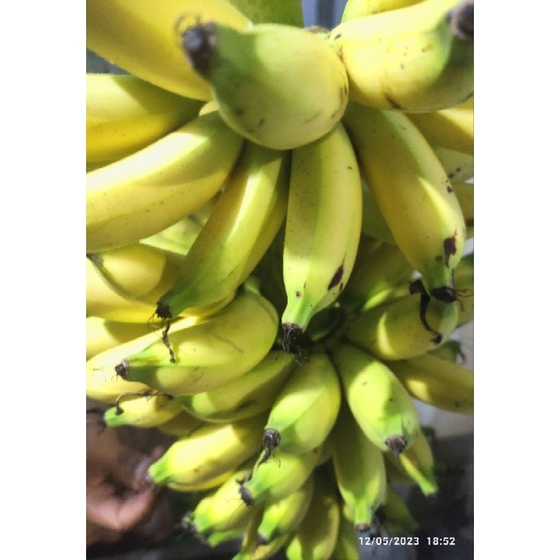 

Buah pisang barlin 1 curung atau per gagang Manis terbaru terlaris