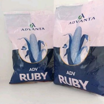 Benih jagung ADV Ruby 1kg hibrida