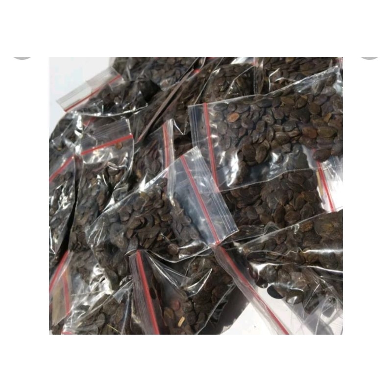 bibit benih biji kaliandra merah super isi 100 biji