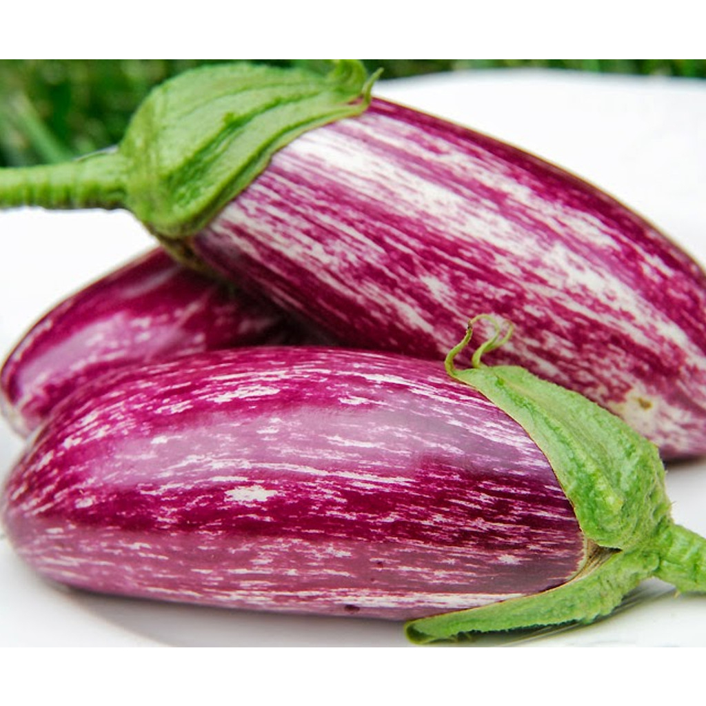 Benih Bibit Biji - Aubergine Listada De Gandia Terong Ungu Bergaris Putih Seeds - IMPORT