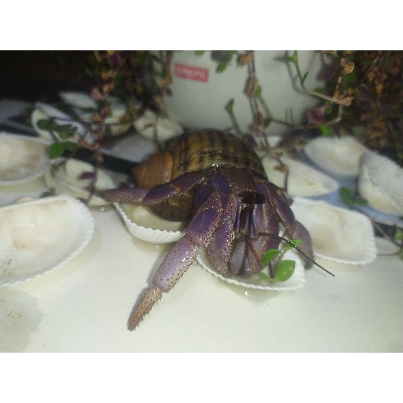 PAKET VIOLA KEONG MAS LUCU JUMBO XL L M