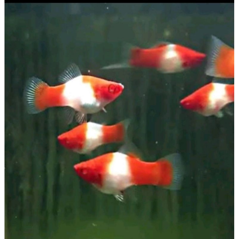 Ikan platy kohaku indukan siap pijah