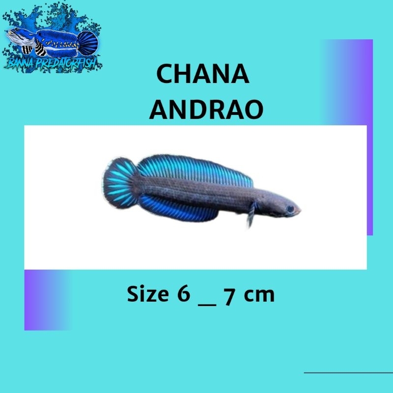 CHANA ANDRAO SIZE 6 _ 7 CM