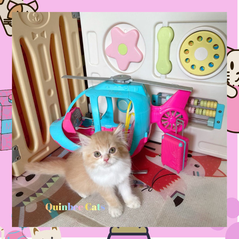 kucing Persia Flatnose jantan Red Bicolor / Oren