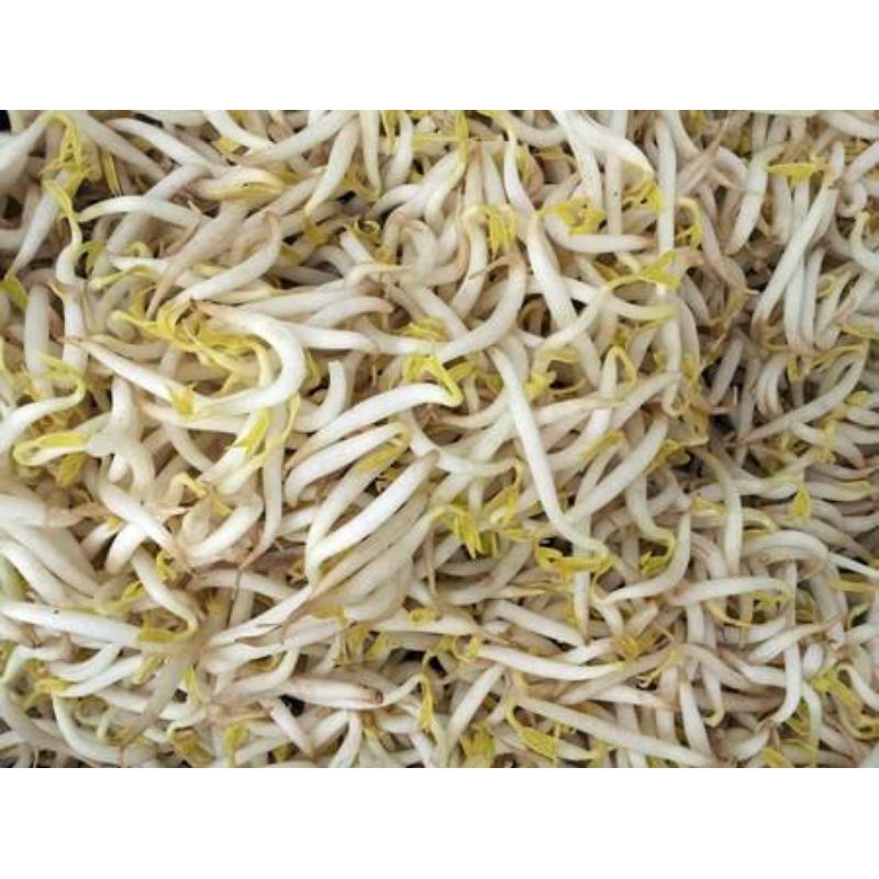 

KECAMBAH/TAUGE/TOGE PANJANG FRESH 1000gr