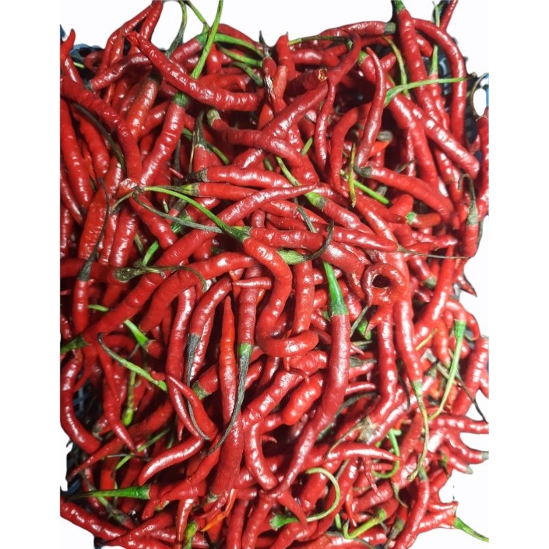 

Cabe Keriting Merah 1 kg