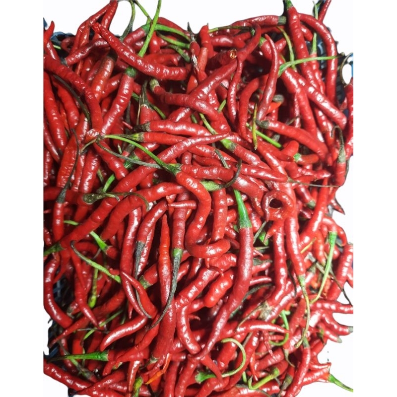 cabe kriting merah 1 kg