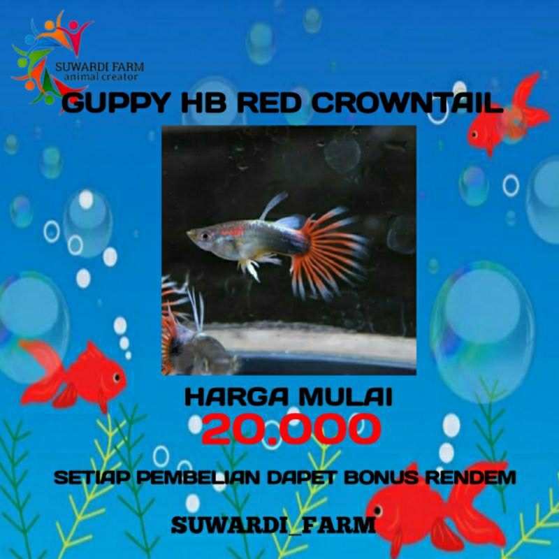 aksesoris Akwarium (Guppy HB Red Crowntail)