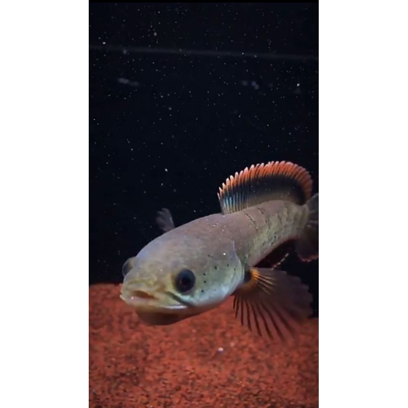 Channa Limbata Lawu singgle tank progresan pilihan yang sangat terbaik flaring tangan flaring kaca r