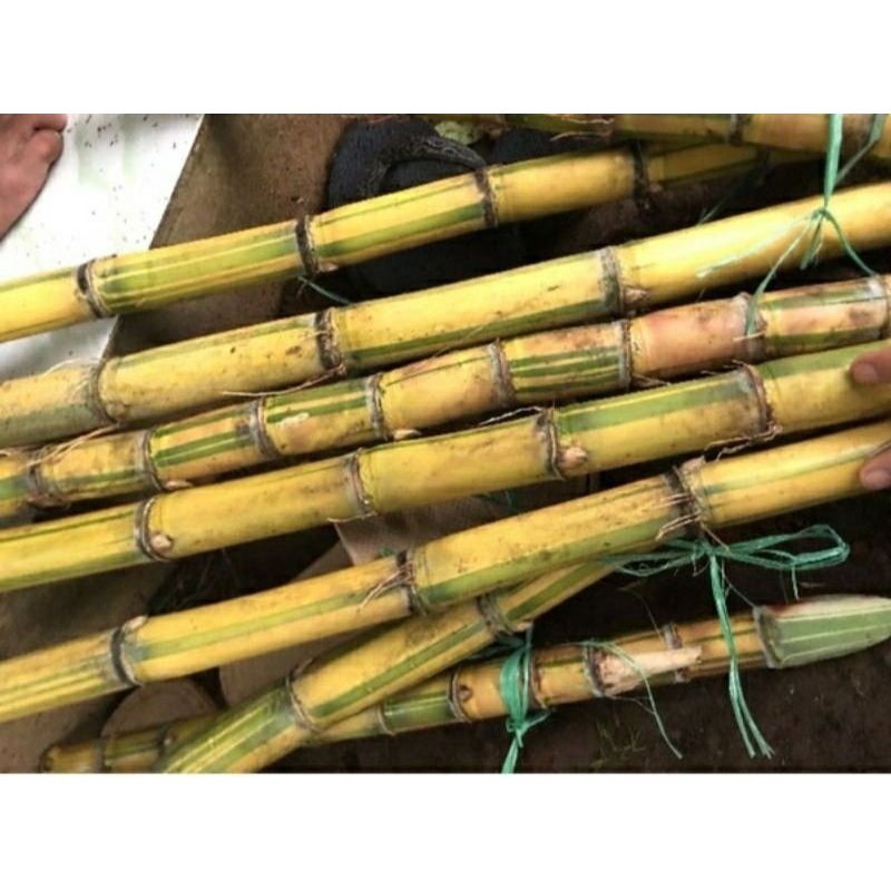 

jual tebu kuning segar 1 kg