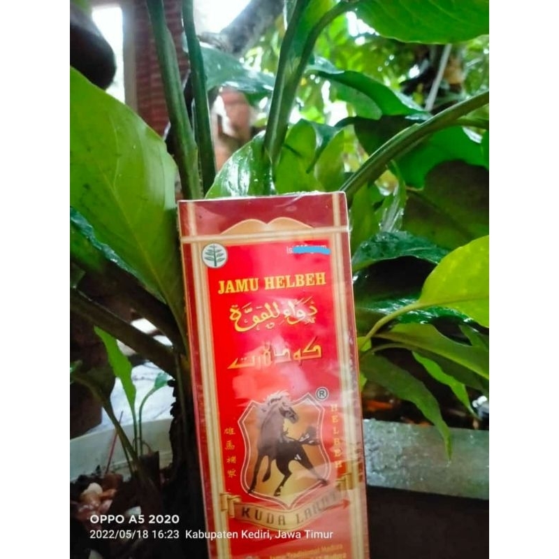 

JAMU HELBEH Kuda Larat ORIGINAL 100%