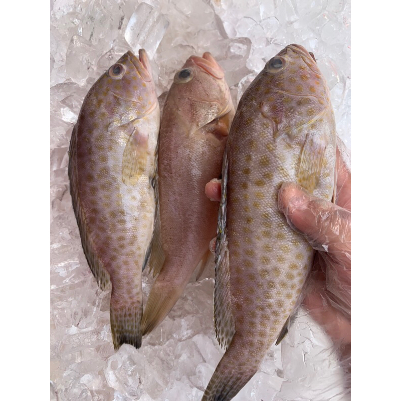 

Ikan Kerapu Segar Premium Fresh / Frozen 1 kg