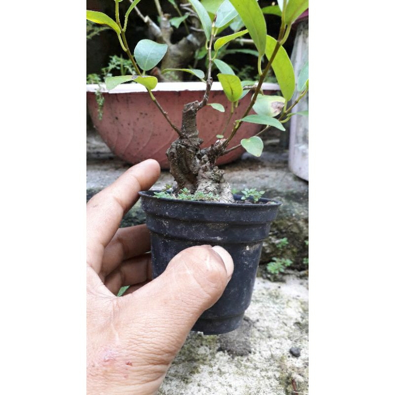 bahan bonsai iprik dr biji subur real pict