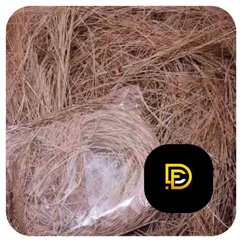 

Daun pinus kering asli natural 500 gram-az