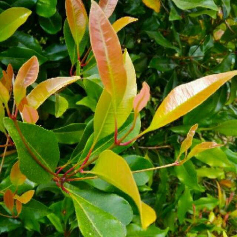 daun cengkeh segar 100 gram