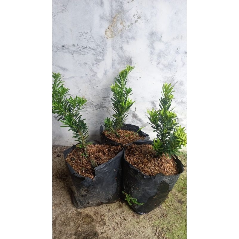 Bibit Bonsai Lohansung Cincuan Ori