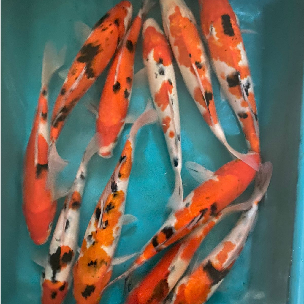 Paket Ikan Koi Blitar 2 Ekor