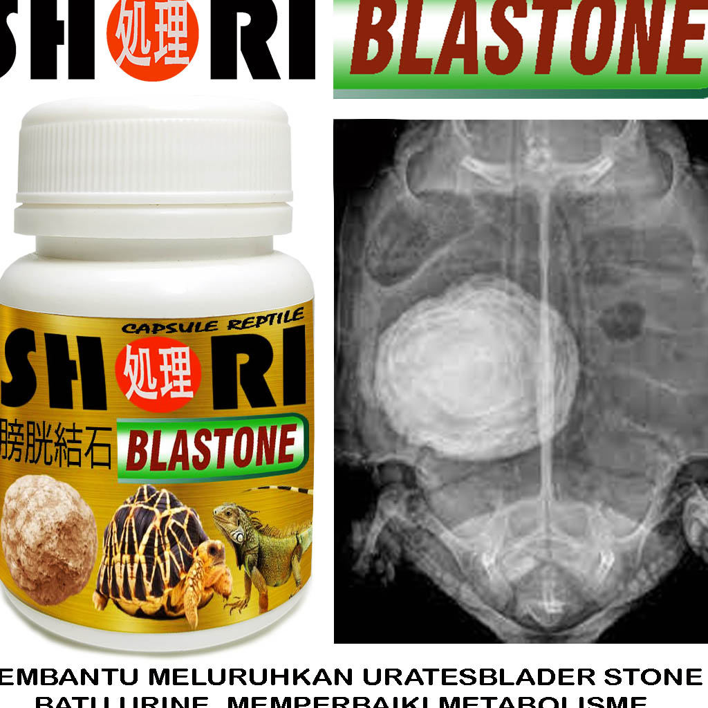 SHORI BLASTONE OBAT BLADDER BALDER STONE URATES SULCATA PARDALIS  IGUANA KURAKURA DARAT ALDABRA CHER