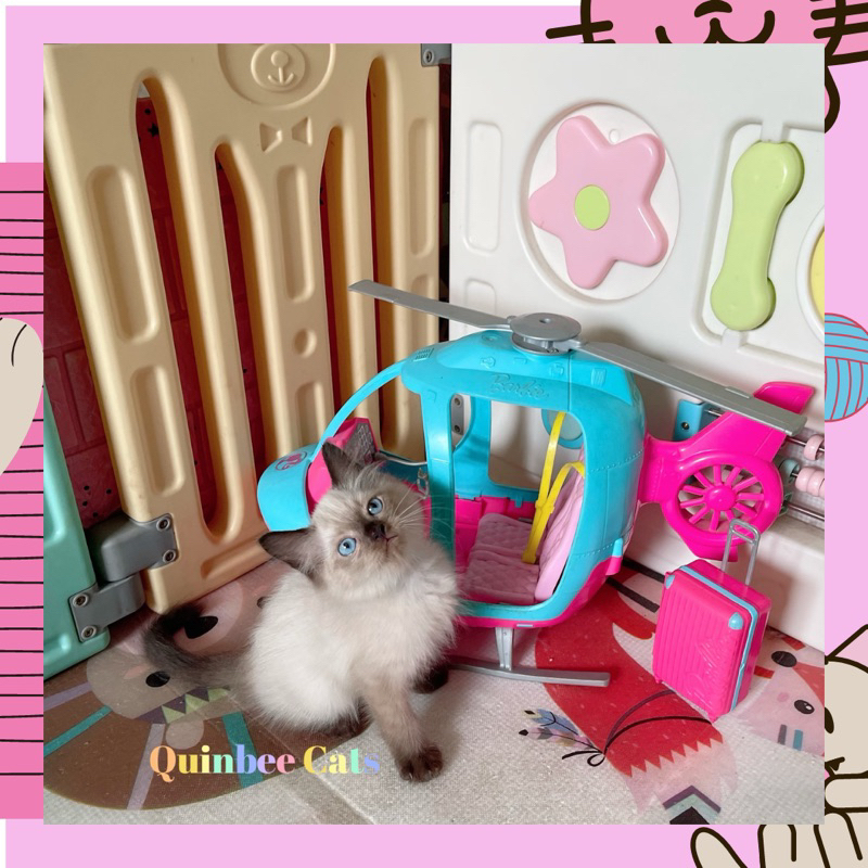 kucing Himalaya Seal Point Jantan