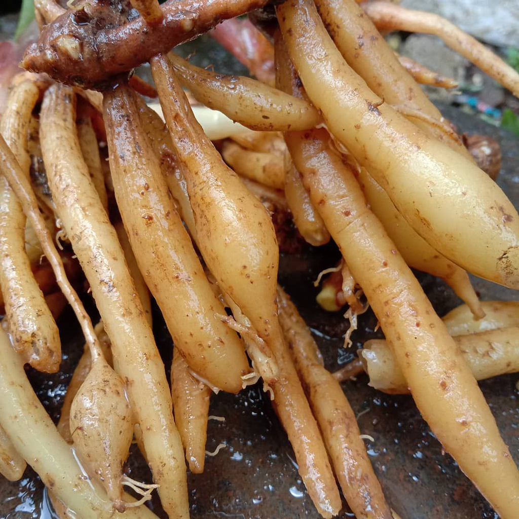 Temu kunci segar murah 1 kg dicuci bersih