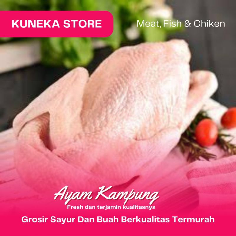 

KUNEKA AYAM KAMPUNG POTONG PAGI/BARU SEGAR PROMO MURAH PRODUCT BERKUALITAS FRESH PRODUCT BEST QUALITY BEST PRODUCT GROSIR TERMURAH TERLARIS PRODUK ASLI INDONESIA BEST CHOICE GROSIR TERMURAH