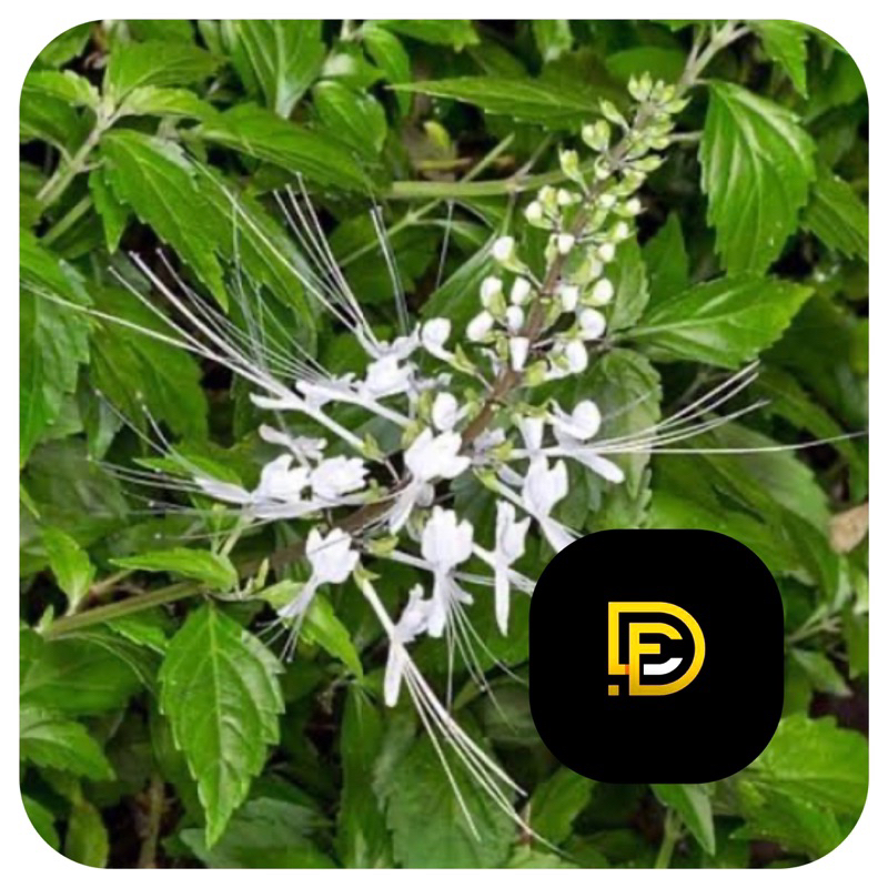 

Daun kumis kucing segar 1 kg GRATIS daun keji beling-az