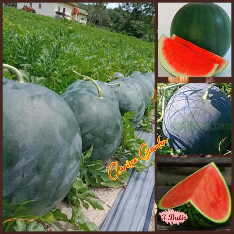 BIJI | BENIH TANAMAN SEMANGKA BULAT MERAH NON BIJI