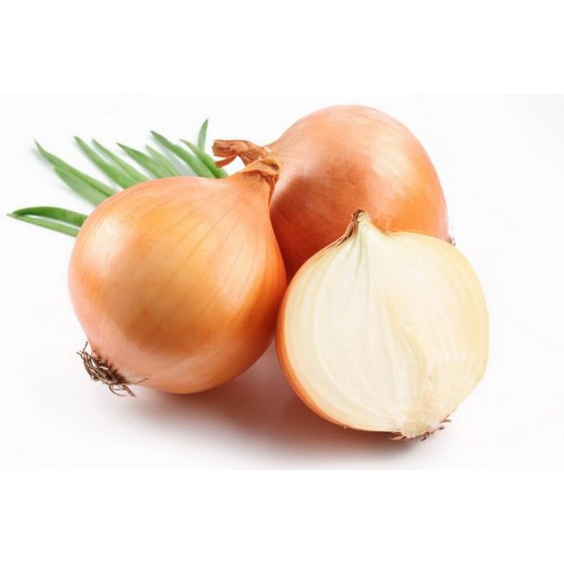 Bawang Bombay / onion fresh ( harga per 1 pcs )