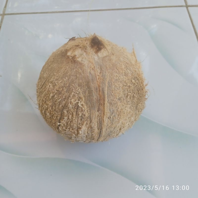 

KELAPA BULAT UKURAN KECIL