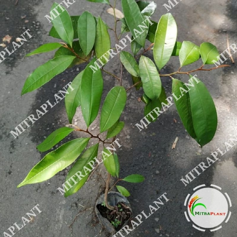 Bibit Pohon Sawo Duren - Tanaman Buah Sawo Hijau - Pohon Sawo Kinitu