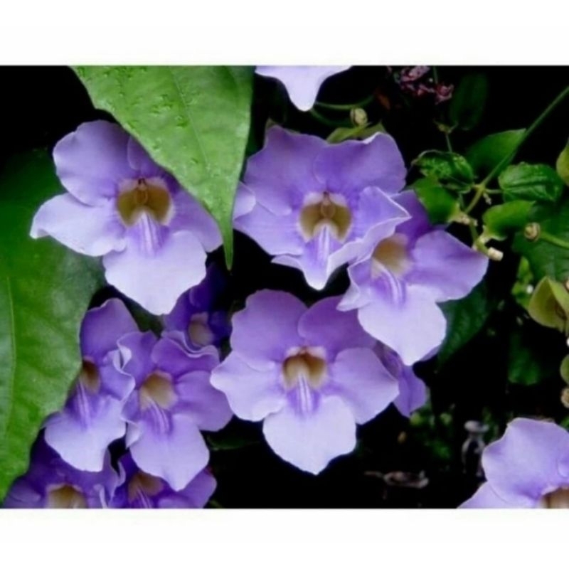 Tanaman Hias Rambat Tumbergia Bunga Ungu/ Pohon Tumbergia