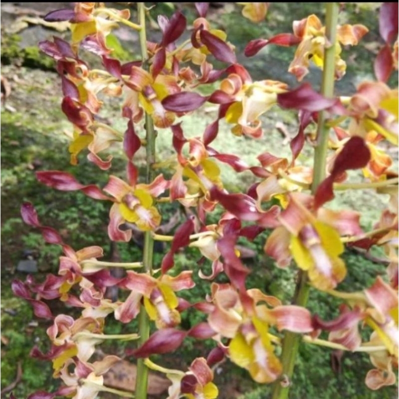 Anggrek dendrobium keriting dewasa knop