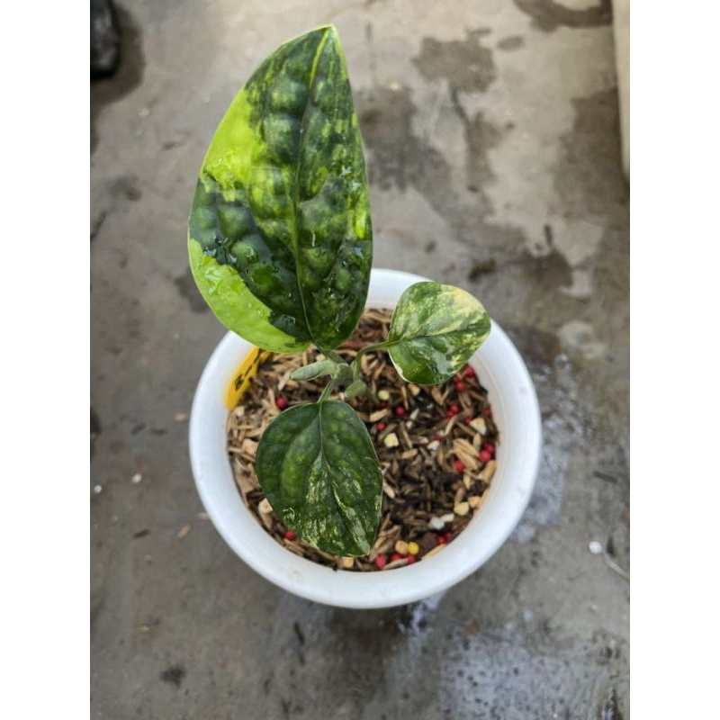 Monstera Karstenianum Varigata