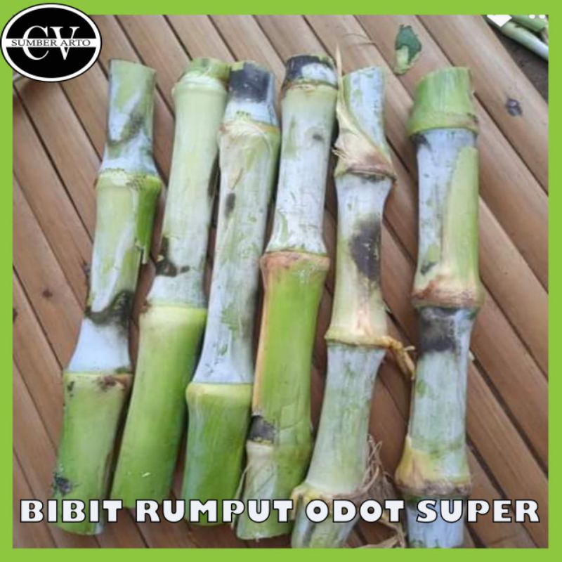 BIBIT RUMPUT ODOT SUPER.BIBIT RUMPUT ODOT SUPER HARGA PERBATANG