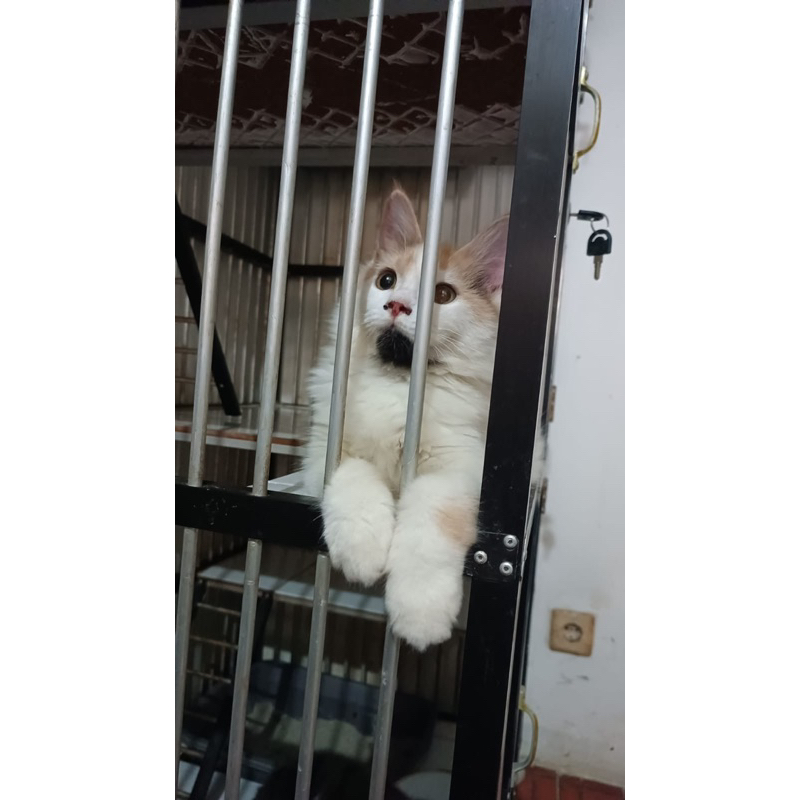 Kucing norwegia forest mix persia 4 bulan betina