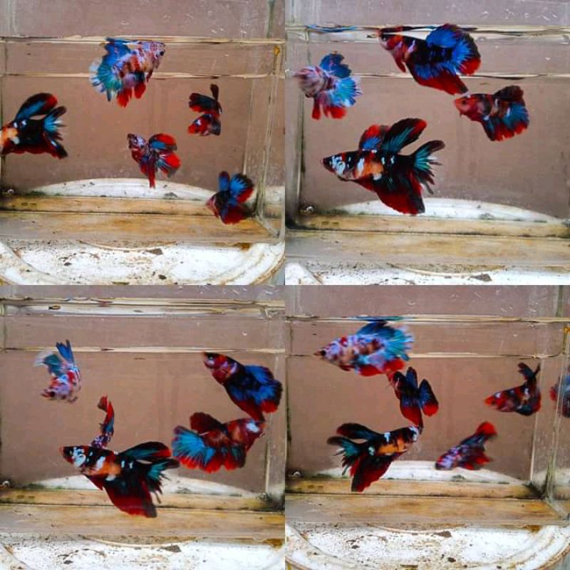 ikan cupang hm multi