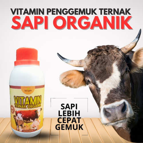 Obat Penggemuk Sapi Super Cepat / Vitamin Sapi Penggemukan Meningkatkan Nafsu Makan Dan Daya Tahan T