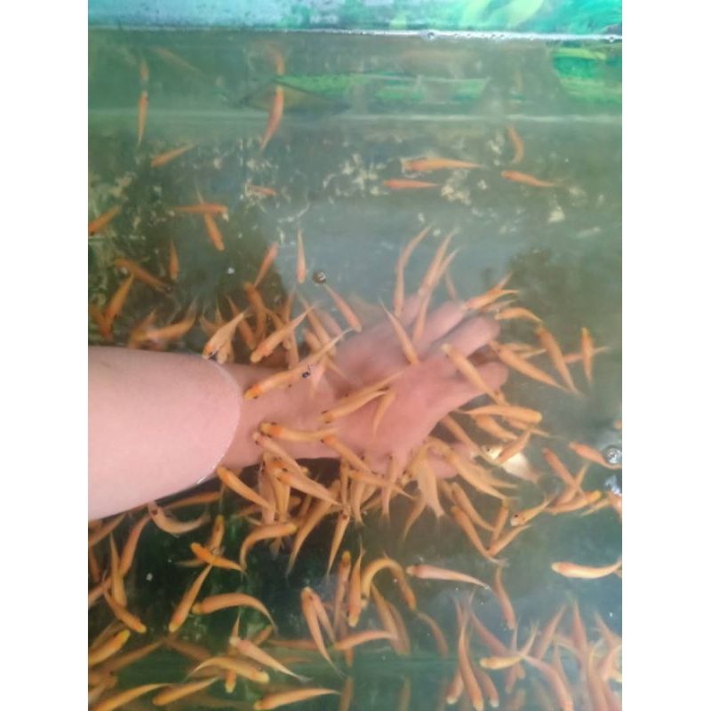 ikan terapi nilem