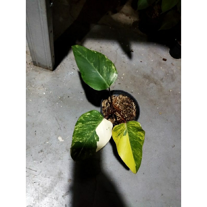 philodendron strawberry shake