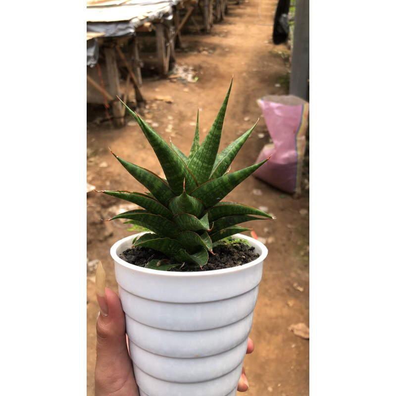 tanaman hias sansevieria hybrid koleksian murah jenis many paquiao