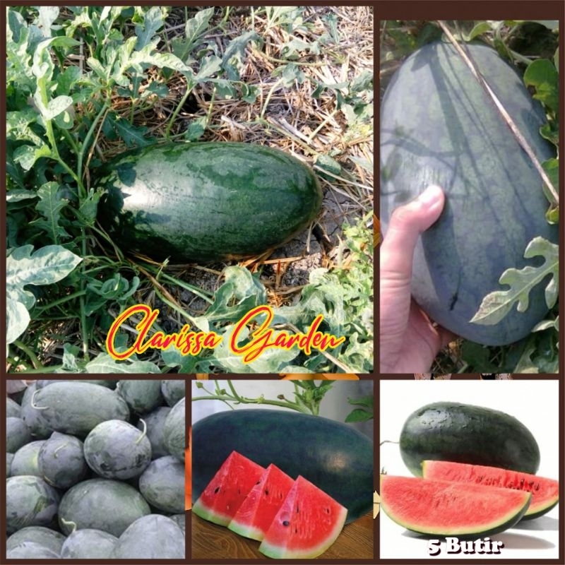 BIJI | BENIH TANAMAN SEMANGKA INUL MARDY