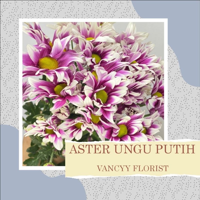 Bunga Aster Ungu Putih / Bunga Aster Vancyy Florist / Bunga Aster Mix Warna / Bunga Aster Ready Bata
