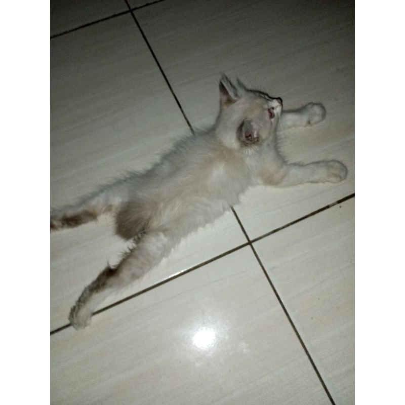 KUCING SIAM HIMALAYA