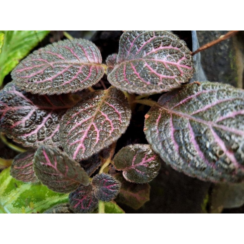 Tanaman episcia cupreata Merah/ Tanaman episcia Cupreata pink /  episcia cupreata Merah