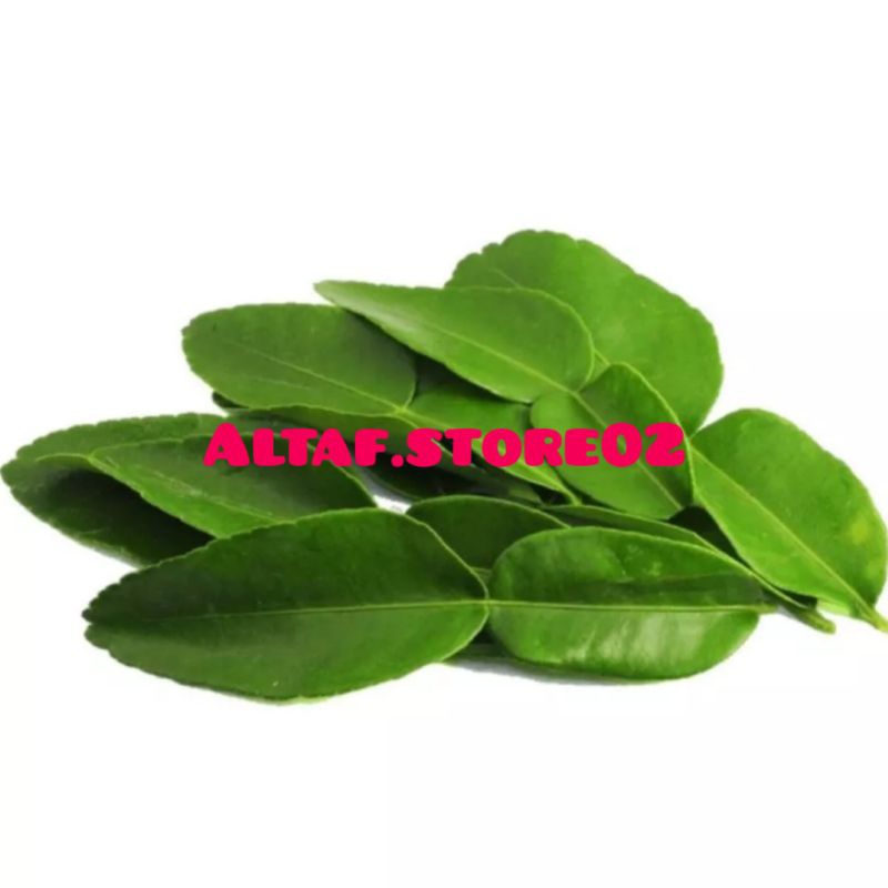 

Daun Jeruk Segar 50gr Daun Jeruk Purut
