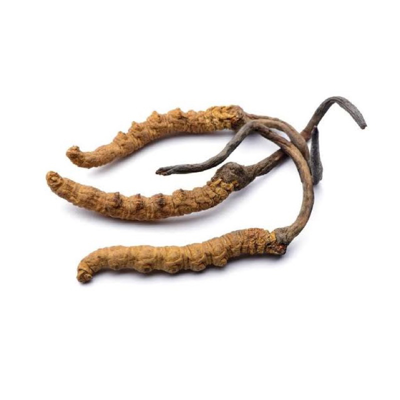 

Yarsagumba / CORDYCEPS SINENSIS ( 100% ORIGINAL ) dari pegunungan himalaya