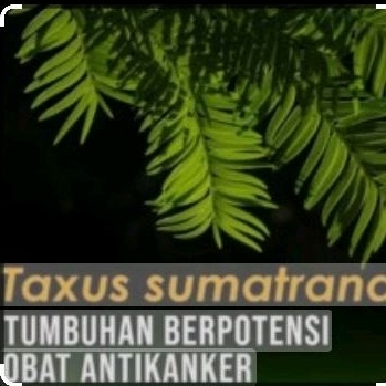 taxus sumatrana asli