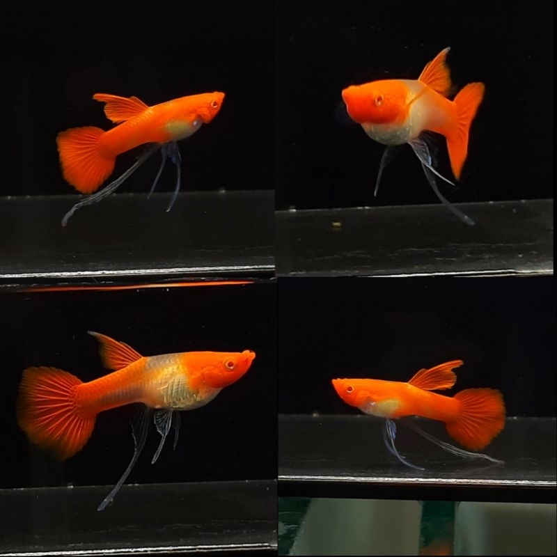 Albino Koi Ribbon Gen Red Ear