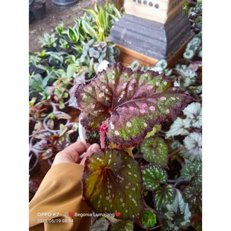 begonia keong hybrid jenis baru